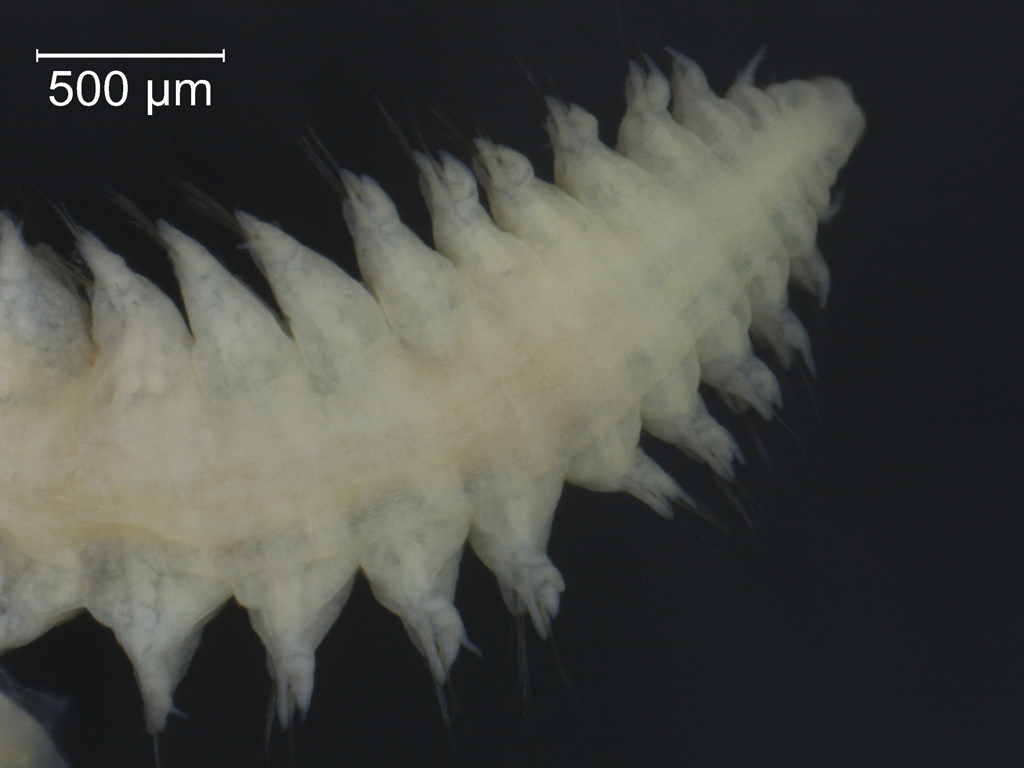 Hediste diversicolor